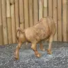 Product image 8 of the product “Walk bull head down made from suar wood, 30cm Height and 50cm Length ”